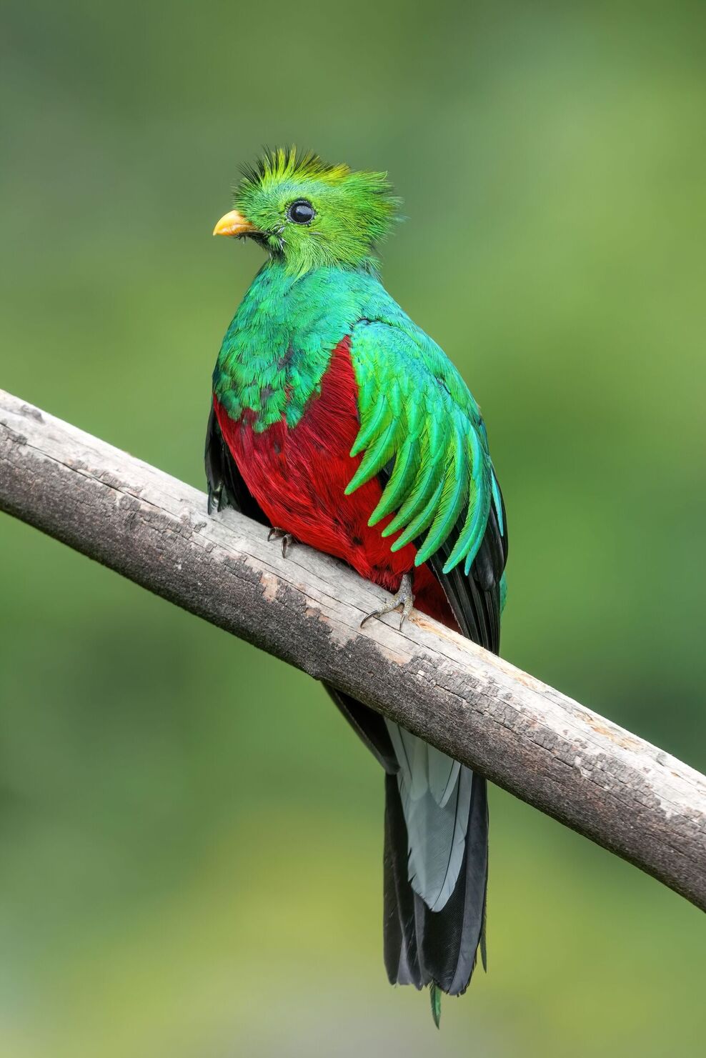 Male Resplendent quetzal in Los Quetzales National Park. Photo by Giles Laurent, CC BY-SA 4.0, via Wikimedia Commons